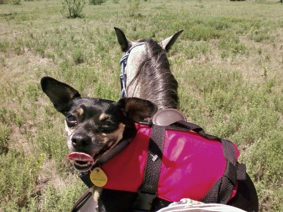 a letter to a blog and dogs can ride horses