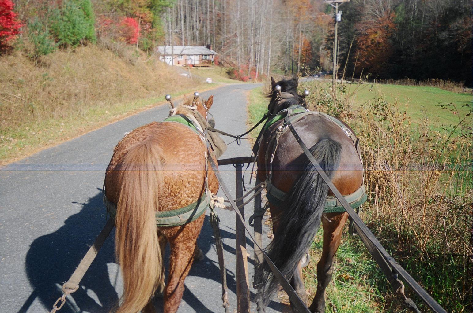 The Buggy Ride