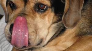 that's a mighty cute dog!