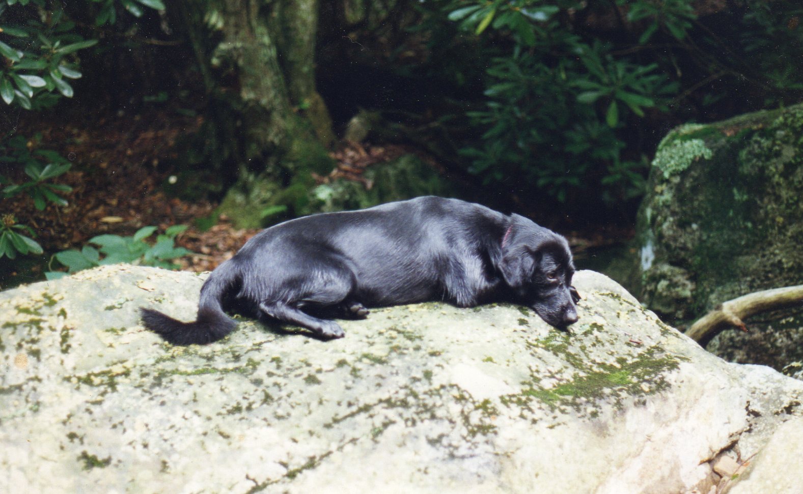 Free, resting on rock beside, "Little" Wilson Creek