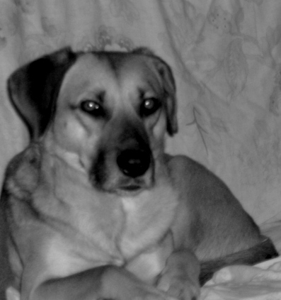 an egyptian beetlhound beauty she's a beauty and she loves me