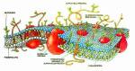 cell membrane fibromyalgia severe pain invading every cell