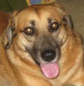 dogs never accuse you of faking anything