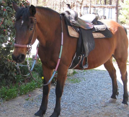 Candy, Flintlock Farm Morgan Horses Morgan horses are so sweet! They are much like dogs.