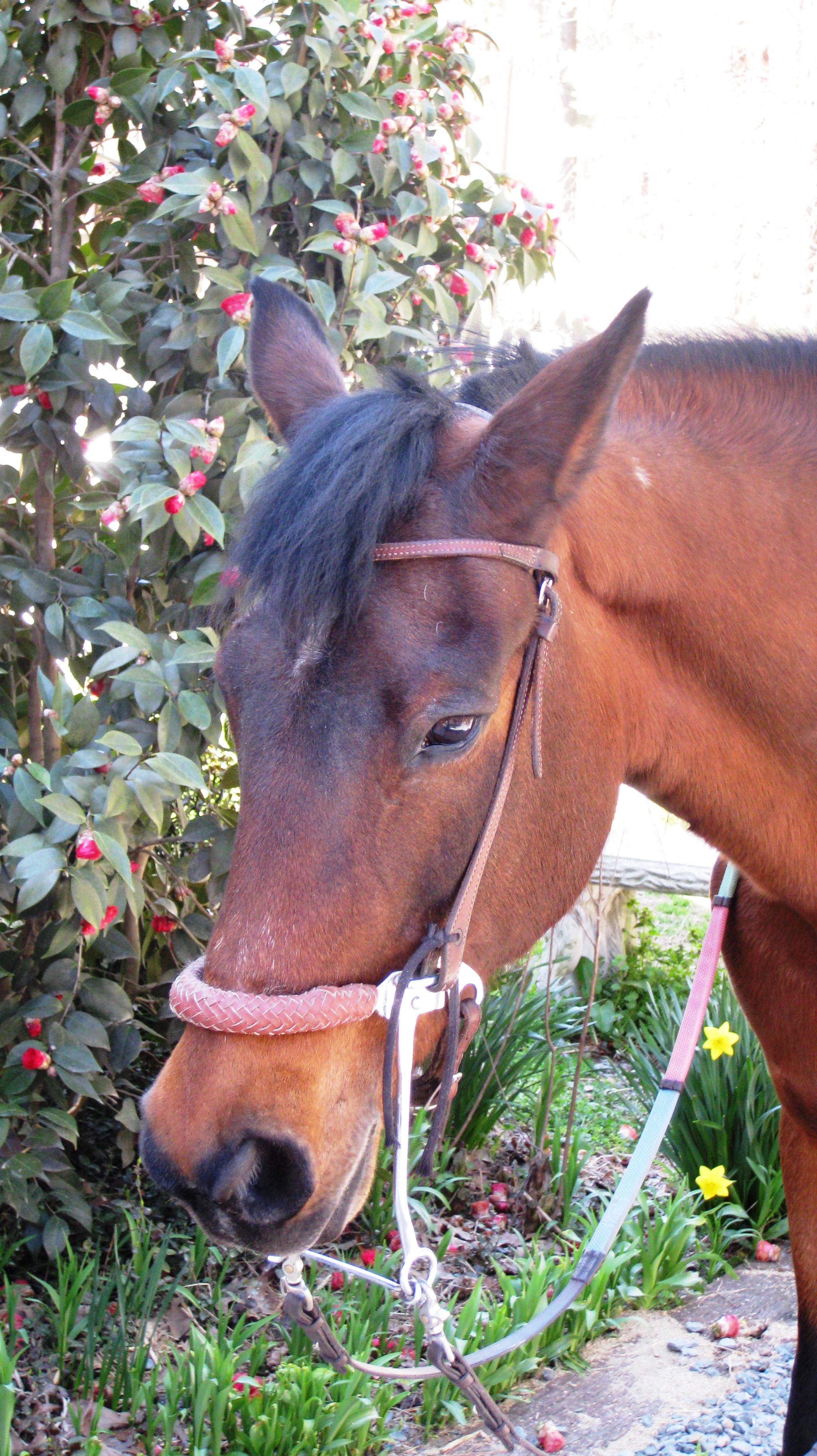 Candy, A Morgan Horse Horses heal the mind, body and spirit