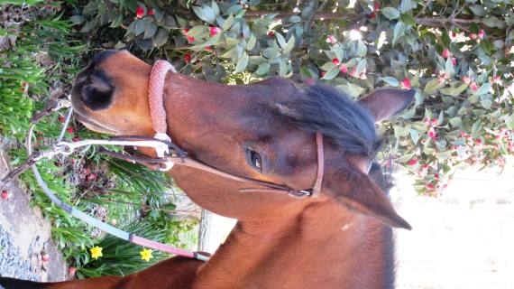 Candy, A Morgan Horse Horses heal the mind, body and spirit