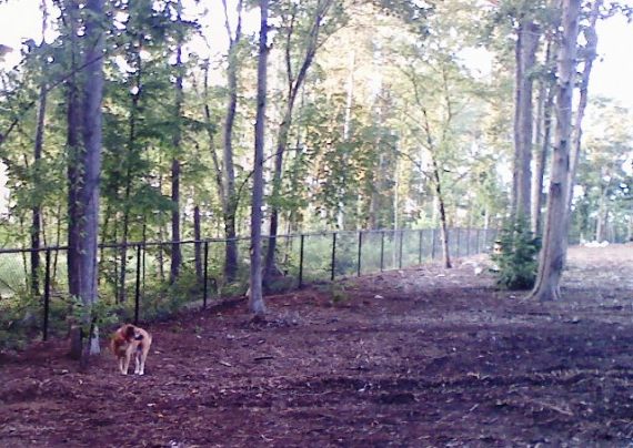 Dogs can talk and if we listen we can hear what they have to say.