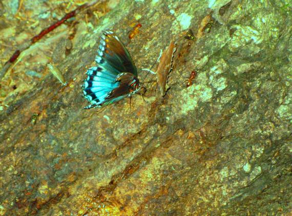 butterflies and friends edit butterfly and friends drink Oak sap