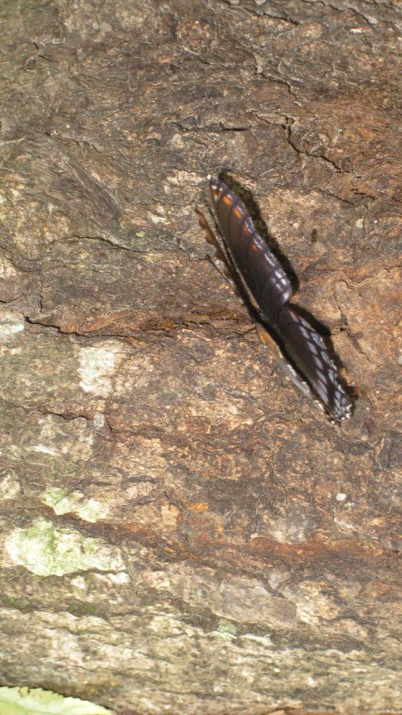 butterfly on wounded Oak butterfly drinking sap from wounded Oak