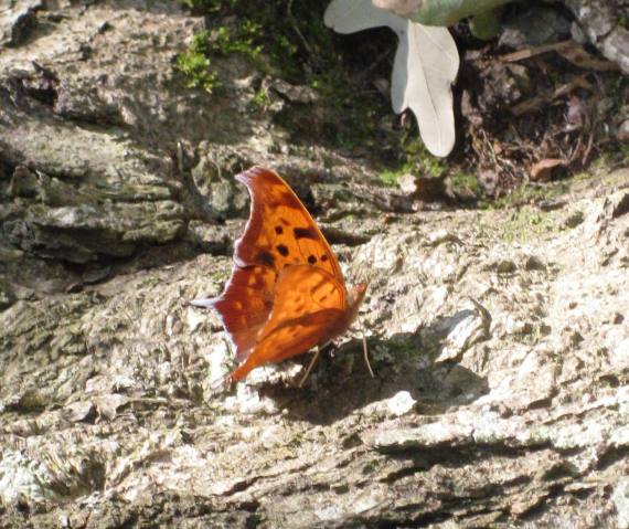 butterfly on bark butterfly drinking from wounded Oak