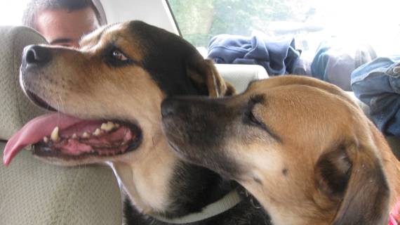 cute camp dog gives her mate a kiss