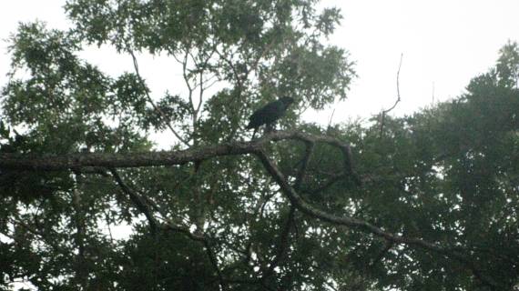 fibromyalgia made sure I was up to greet the morning crows!