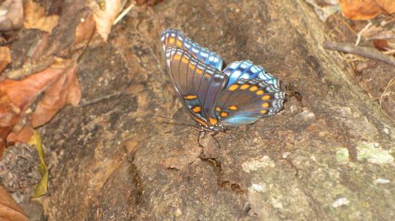 red-spotted purple red-spotted purple, I hope...