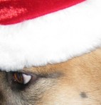 cropped-santa-up-close.jpg