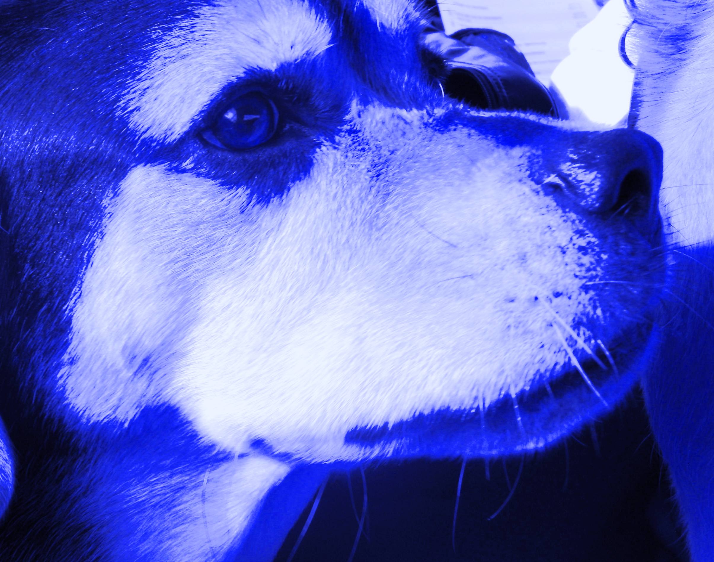 beautiful! a dog that deserves more credit than he gets