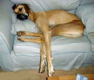 dogs know how to fight fatigue, just look...