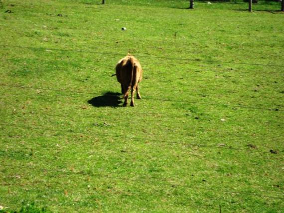 do you think the grass is greener on the other side of the fence?