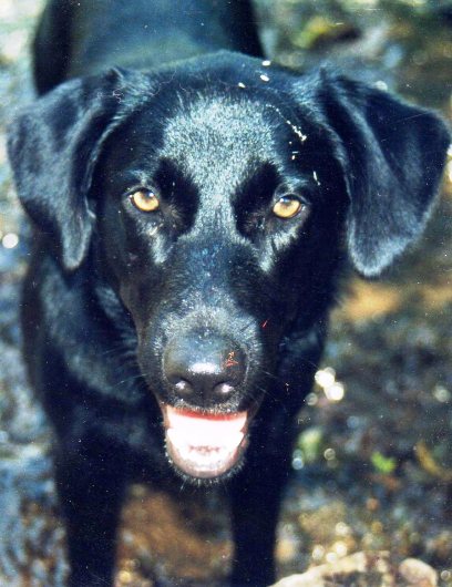 I was not in the nieghbor's garbage Mom!