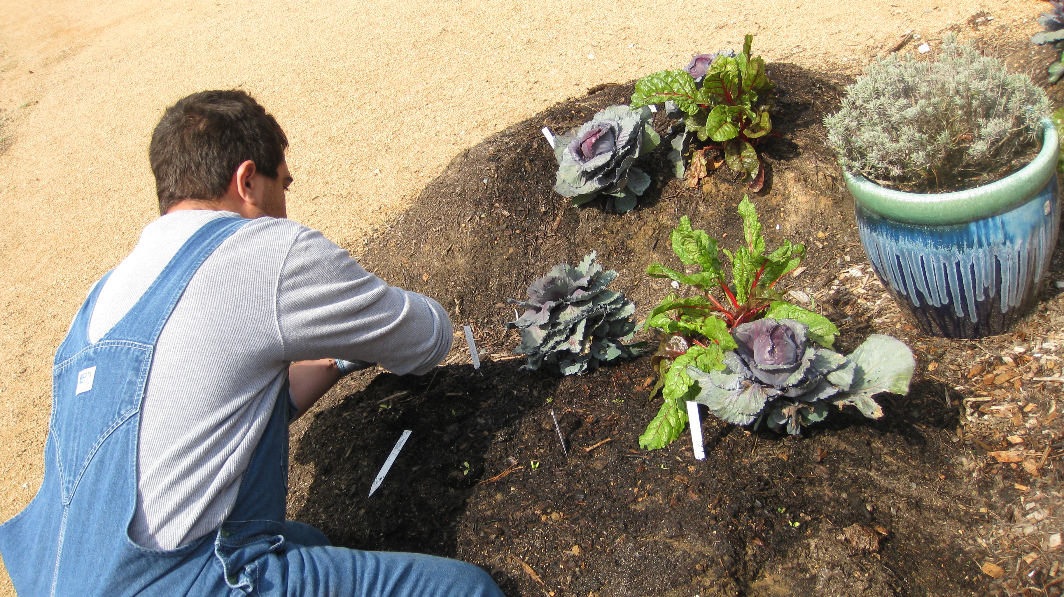 working in the beautiful Mother of the therapy gardens