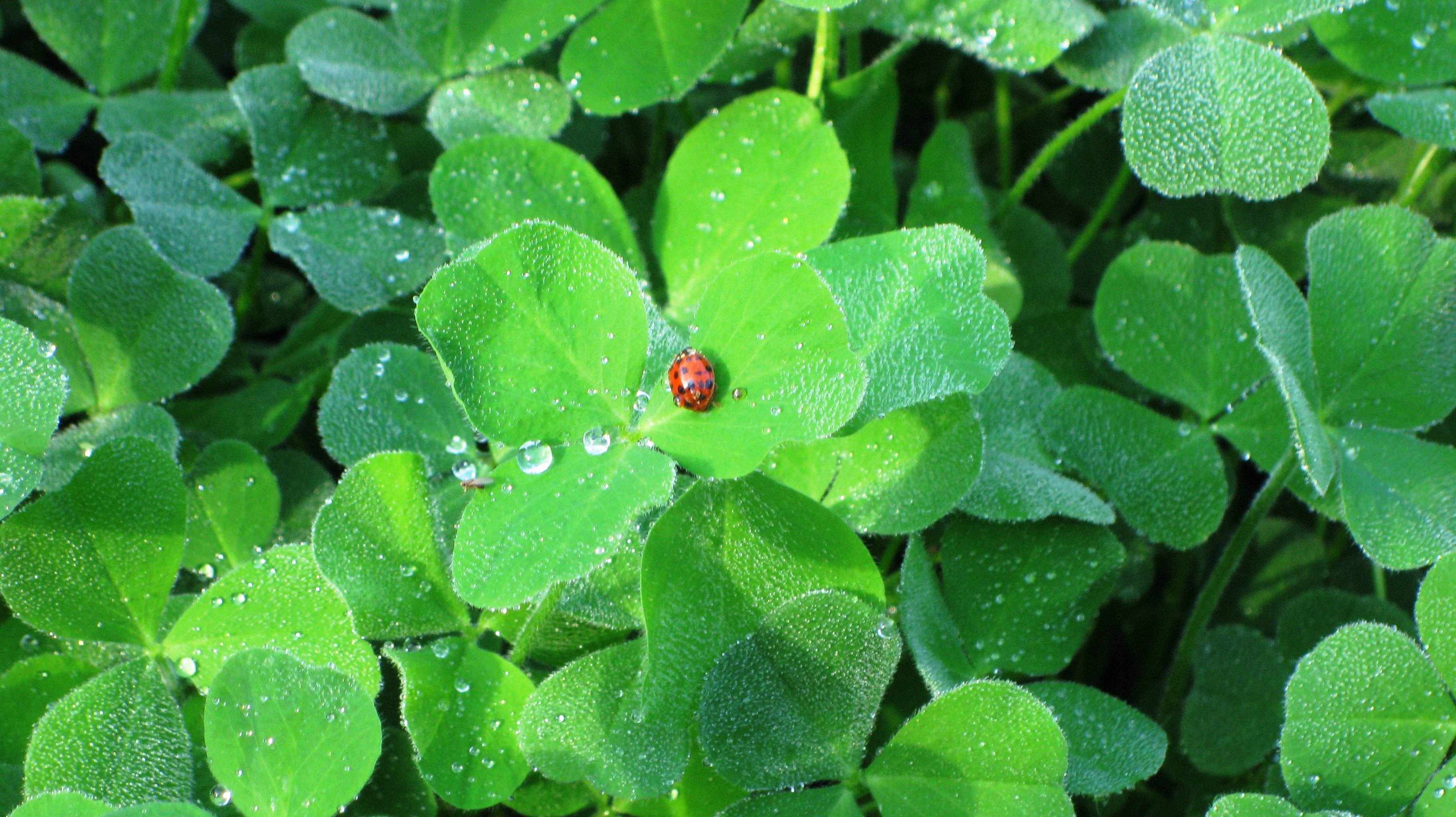 ladybug on morning dew