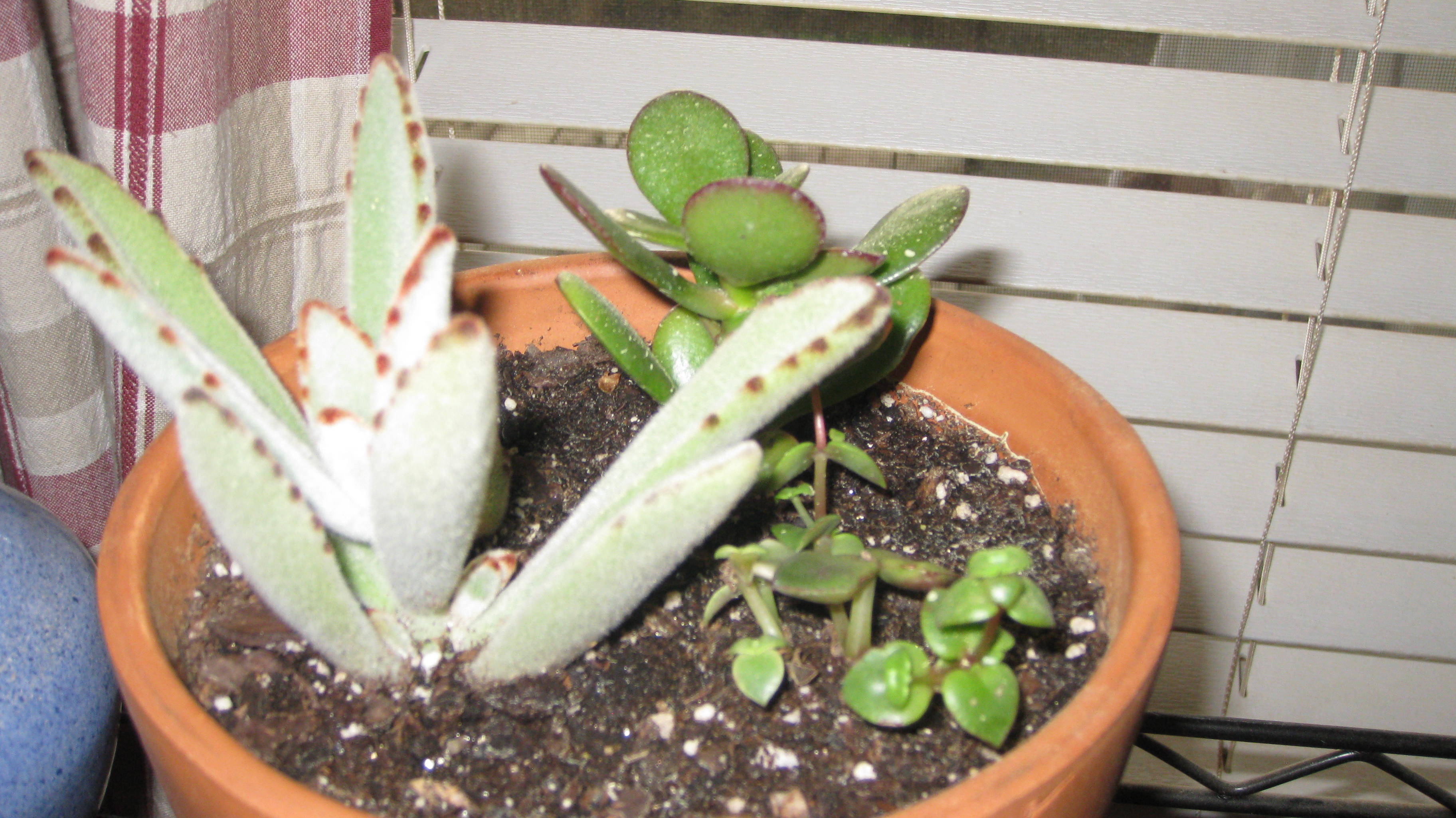in horticulture, we thrive