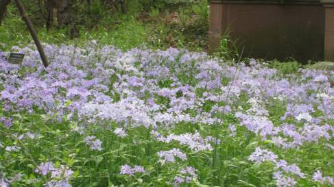 Image of pretty lilac woodland Phlox blooming