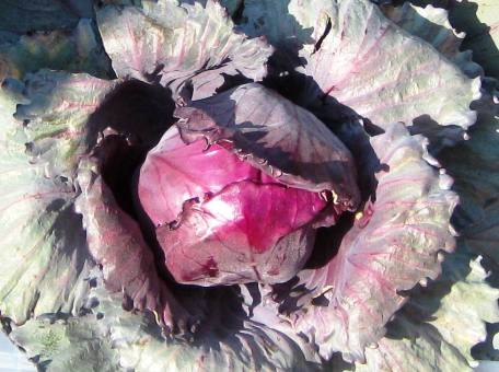 after the harvest, we nourish our bodies