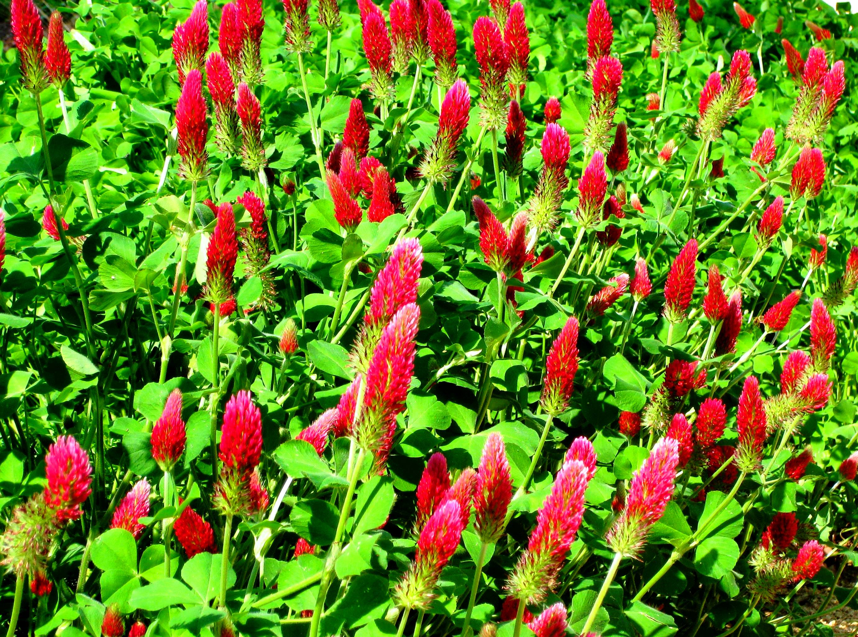 in the garden, over and over