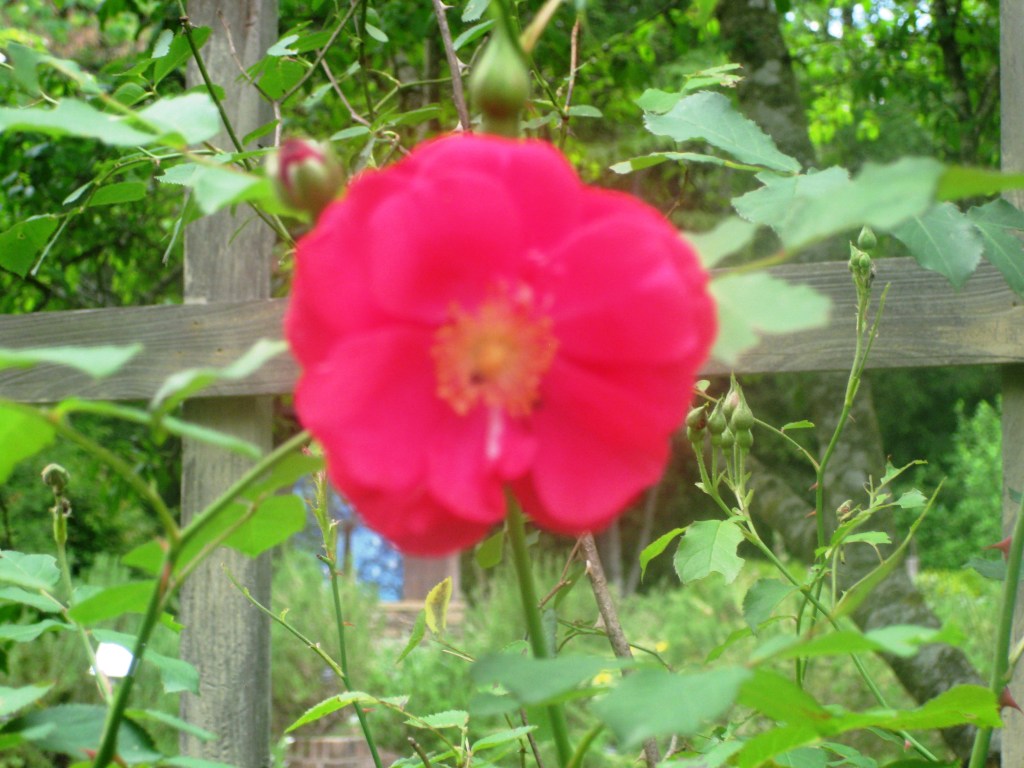 soft and cheery, from Mother Nature. 