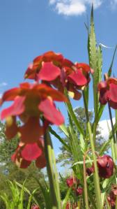 quite cheery under the blue sky and white clouds