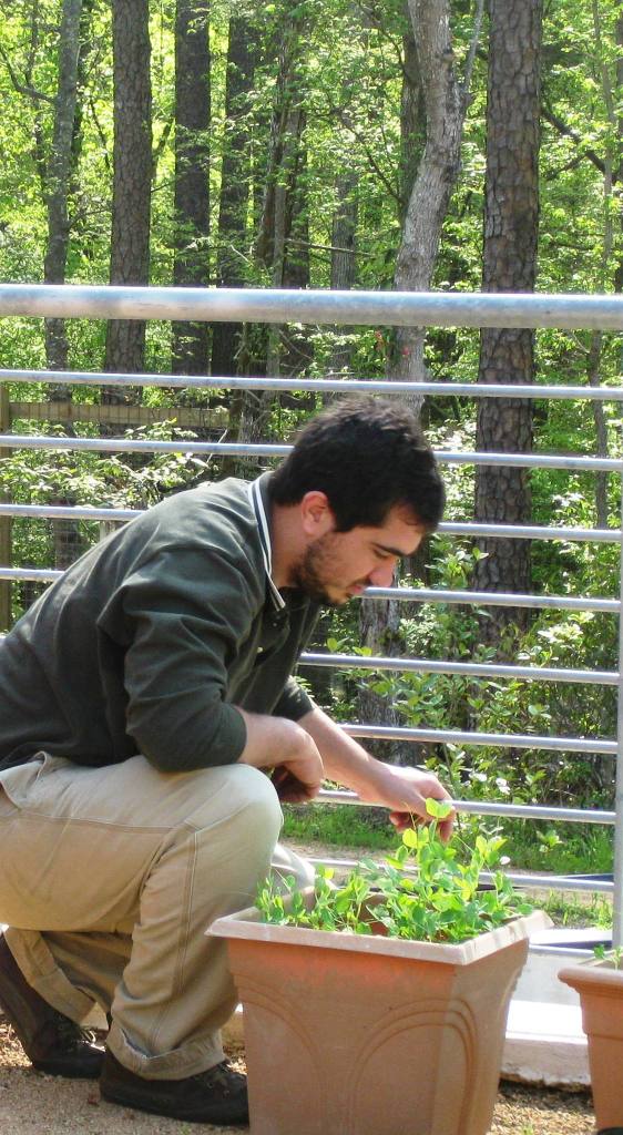 healing horticulture