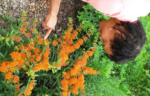 Bee Kisser and Milkweed