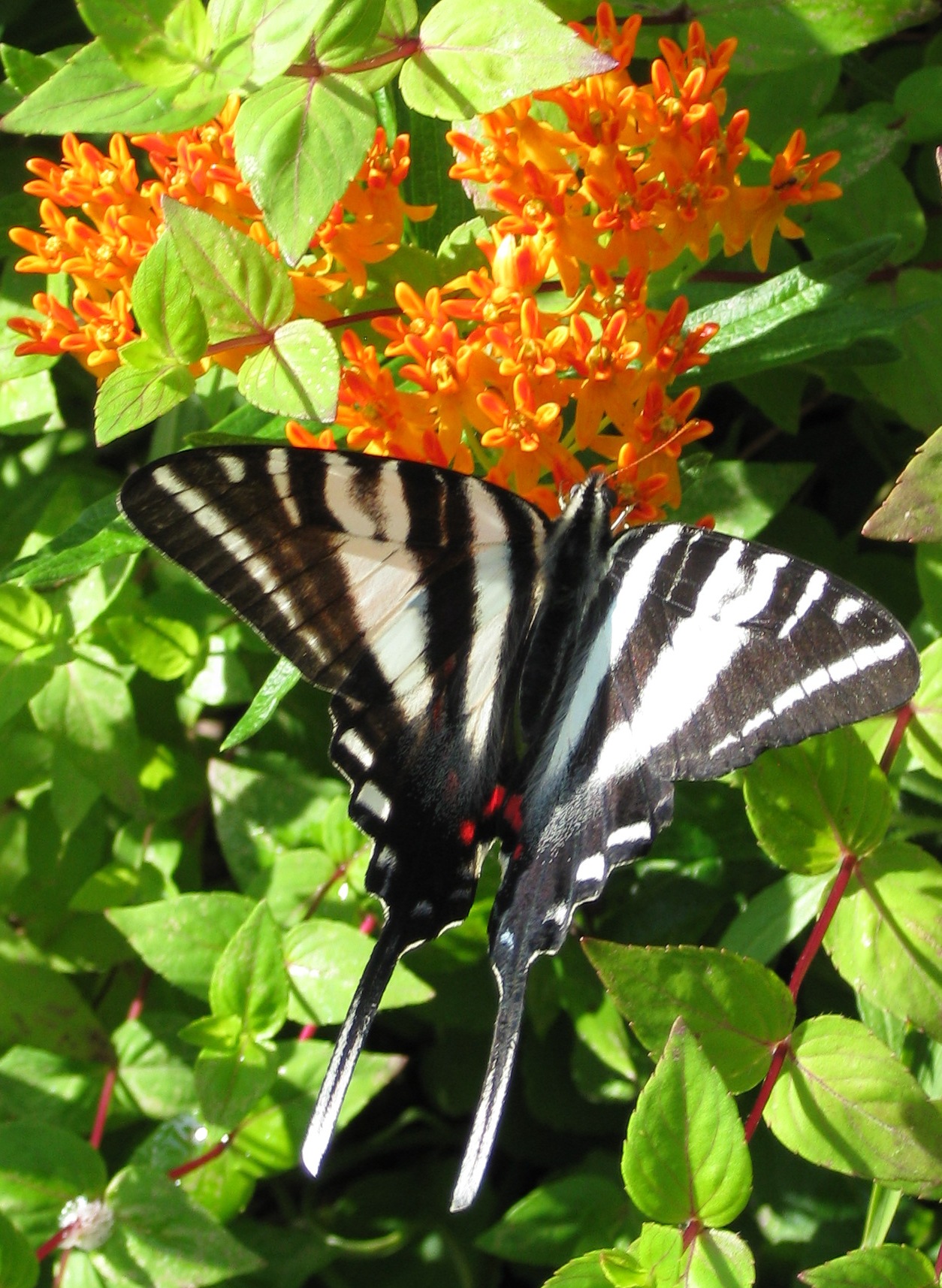 Beautiful Butterfly