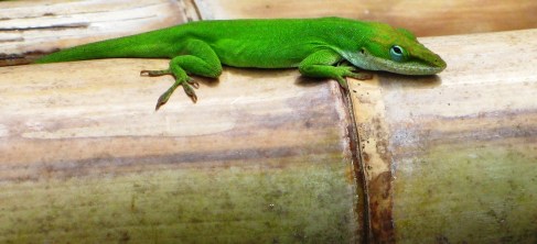 Garden Friends in Nature