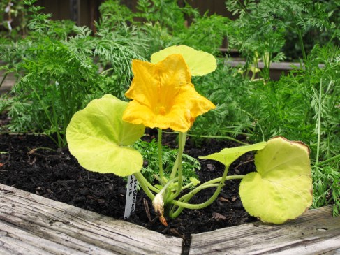 Horticultural Healing