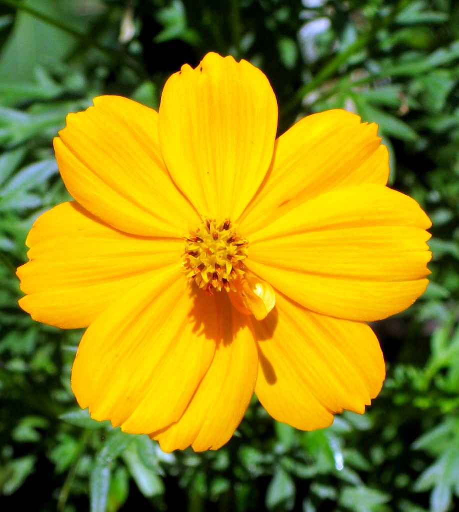 Cosmos Bright Lights