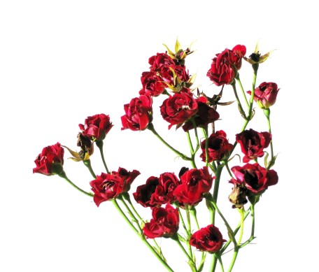red flowers on stems 