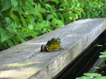A cute little pond frog