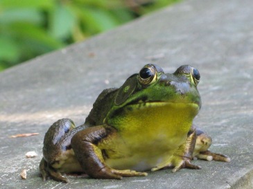 "little frog" posing by the pond garden