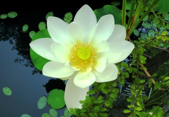 Image of Large White Lotus Lily flower, "dokisses blog photos"