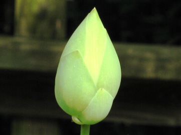 Lotus Lily Flower, Closed Petals