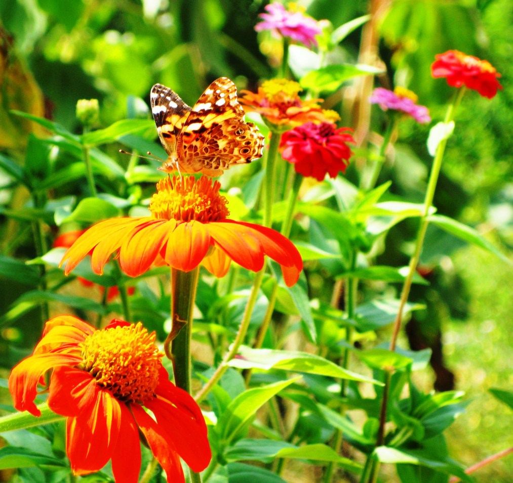 'Painted Lady' in Color! Painted Lady Butterfly, in the colorful garden.