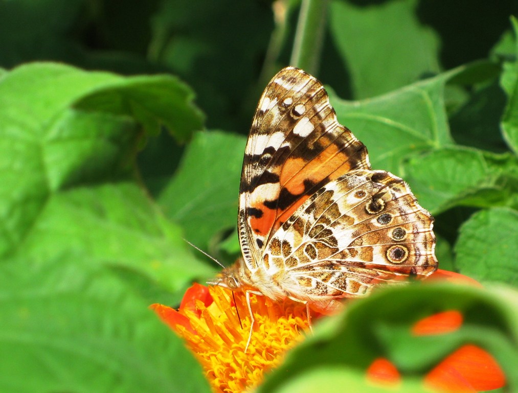 Green Healing Days in Nectar Painted Lady