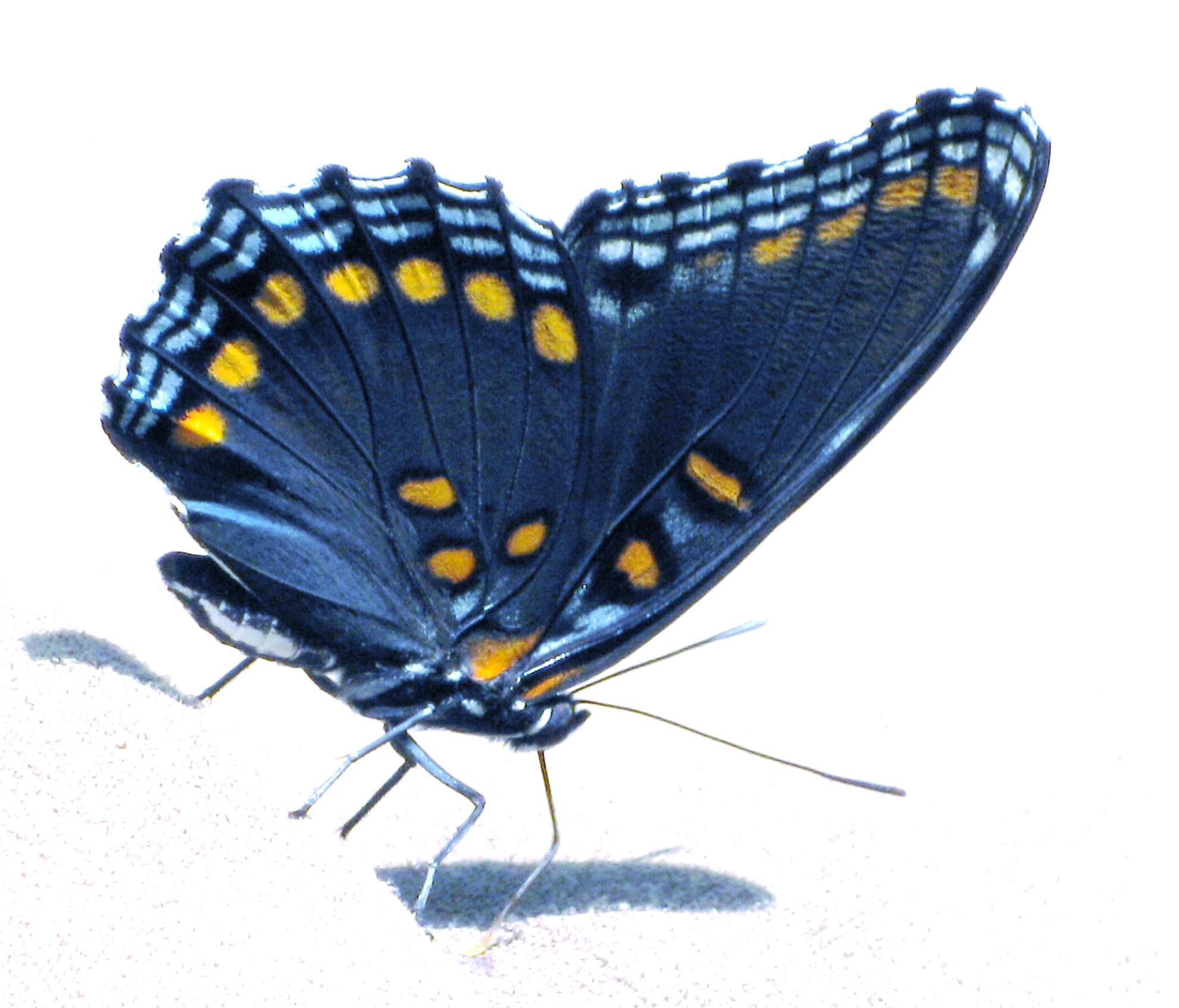 Butterfly, You are so pretty!