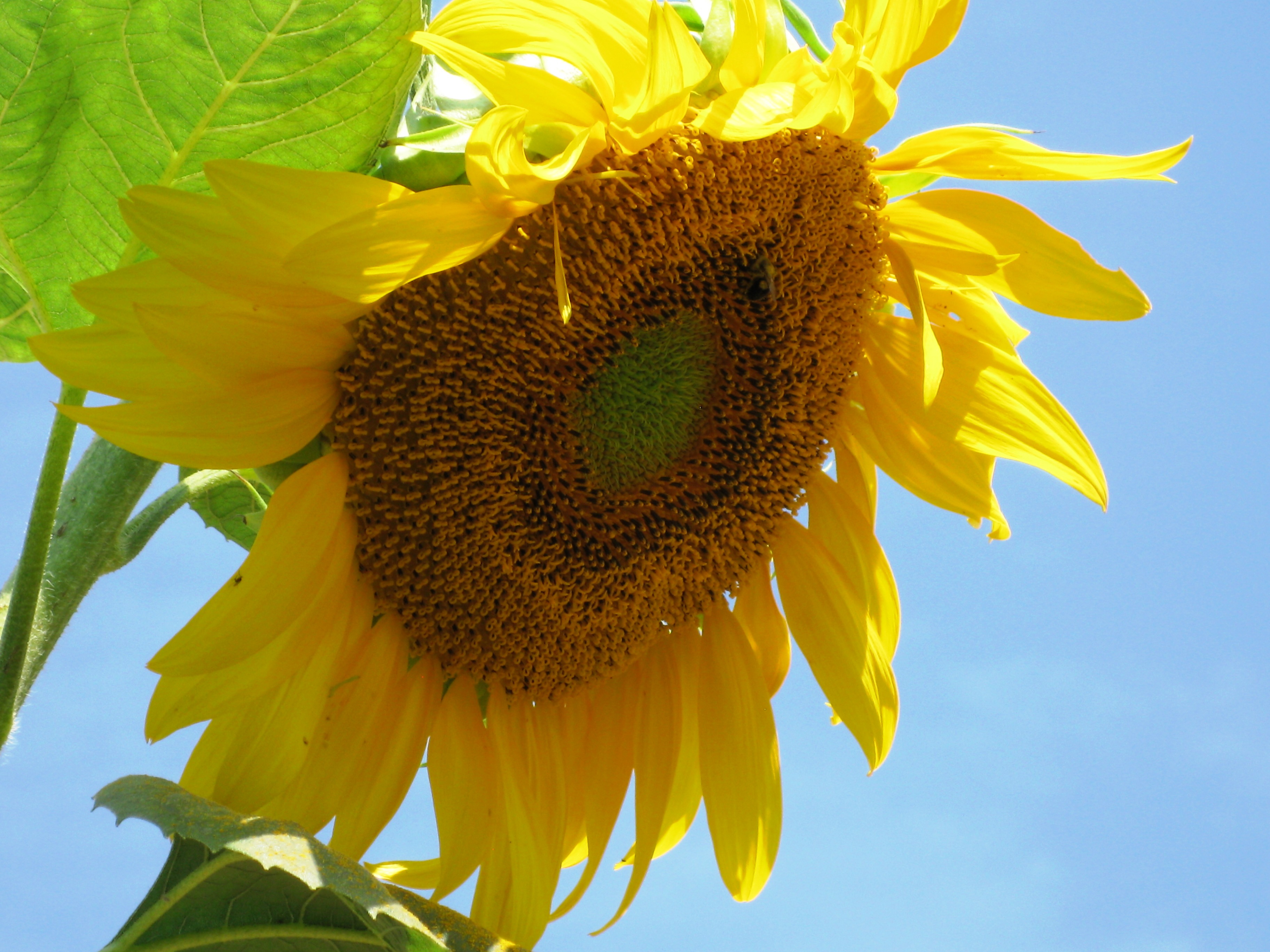 Bright Yellow Sunflower Image with Macro Lens