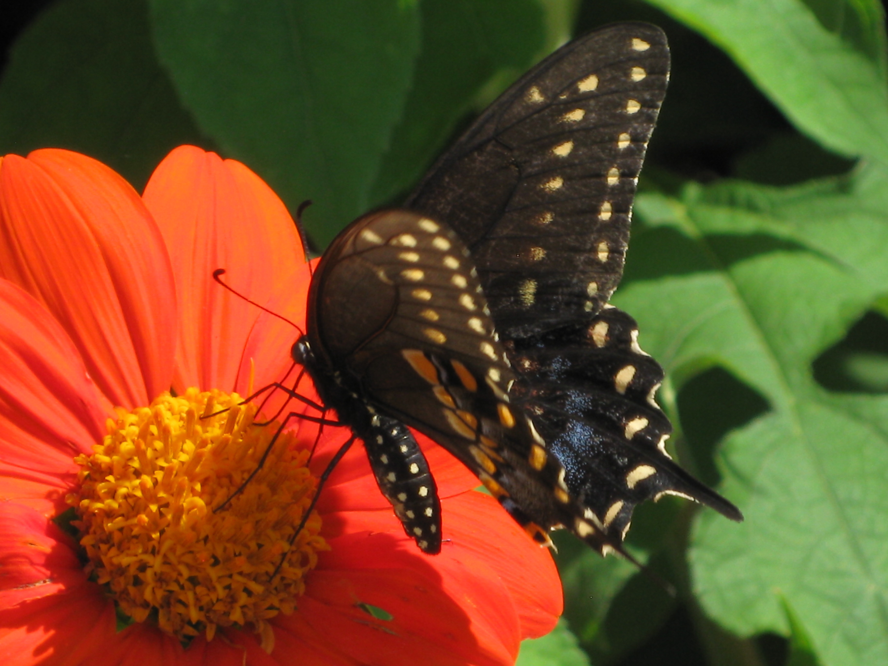 Swallowtail Butterfly on Mexican Sunflower, Macro by Michelle for DogKisses's Blog