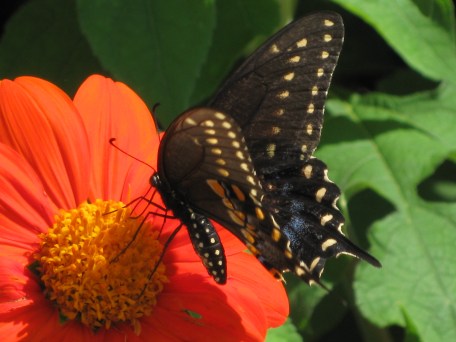 Swallowtail Butterfly on Mexican Sunflower, Macro by Michelle for DogKisses's Blog