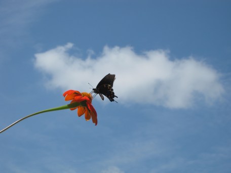 Swallowtail Butterfly in the blue Carolina Sky