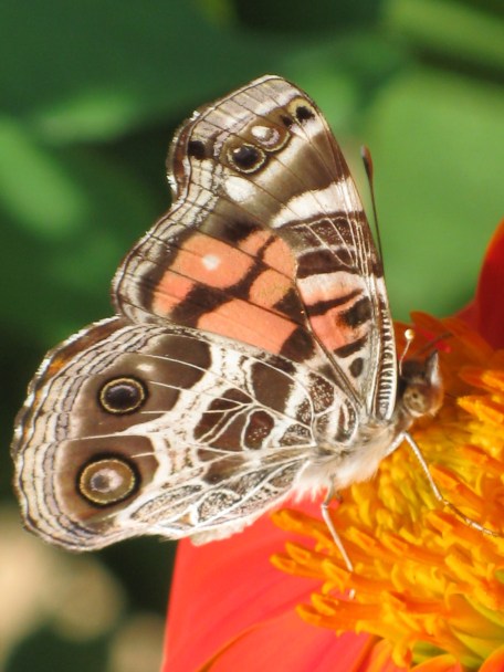 Painted Lady Butterfly and Tithonia (Mexican Sunflower) 