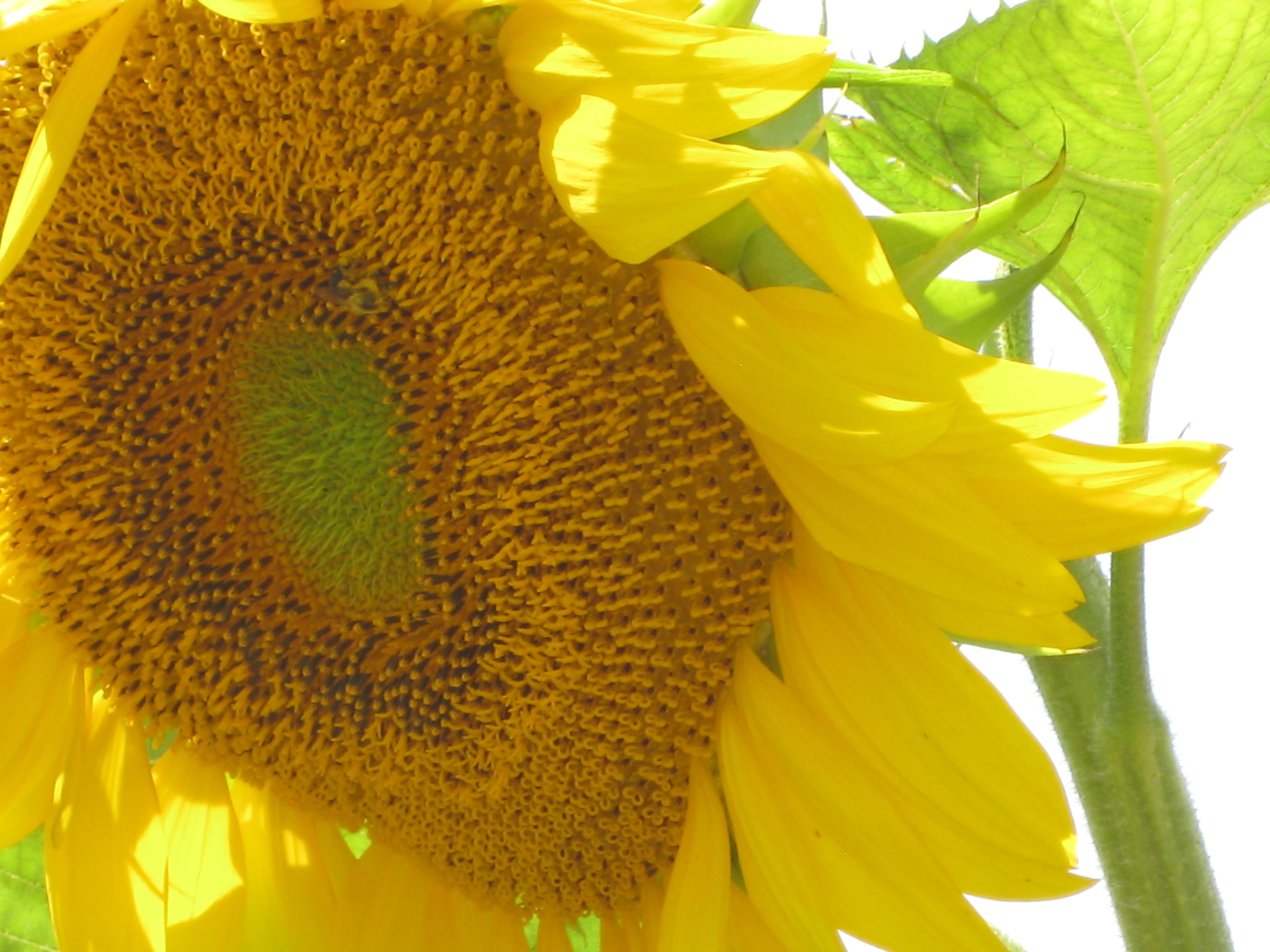 Big Bright Yellow Sunflower and clear Carolina sky